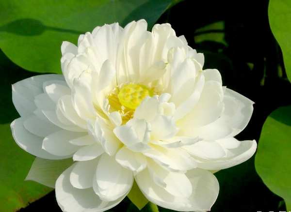 Hoa Sen Trắng (White Lotus) - chủng loại hoa đem ý nghĩa sâu sắc của việc thanh ...