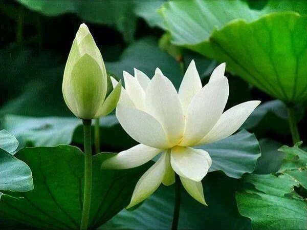 Hoa Sen Trắng (White Lotus) - Loài Hoa Mang Ý Nghĩa Của Sự Thanh Cao Thuần  Khiết - Salena